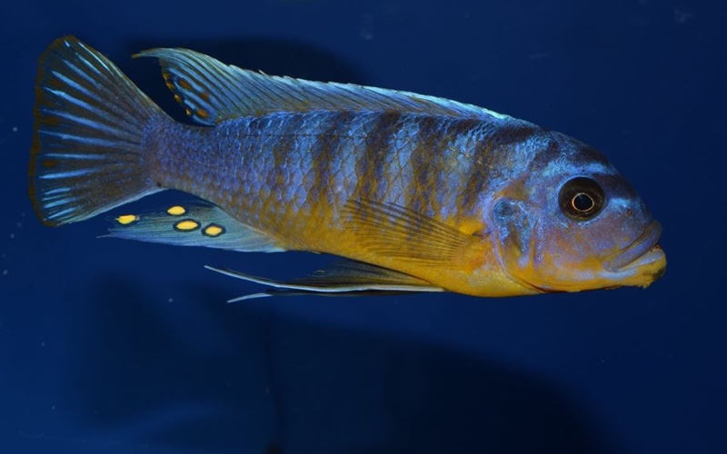 Maylandia fainzilberi 'Nsisi'